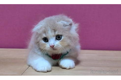 成約済の東京都のスコティッシュフォールド(折れ耳)-96317の3枚目